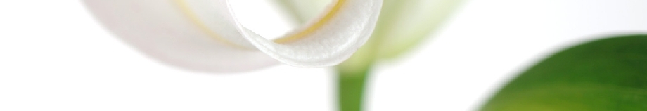Blumen Steinle GmbH
