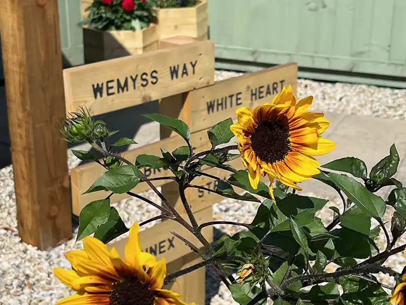 Sunflowers in the Wemys Lodge garden