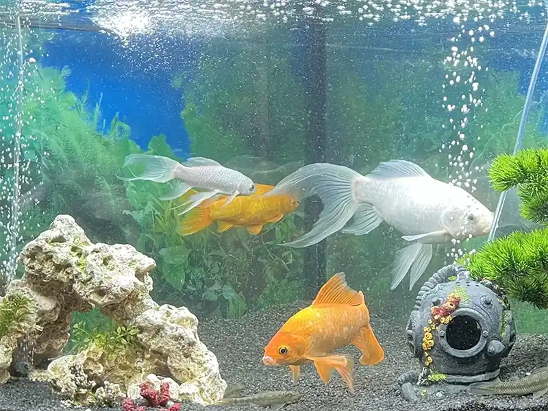 Fish tank at Wemys Care Home