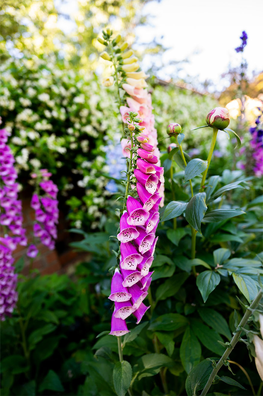 flowers outside in garden