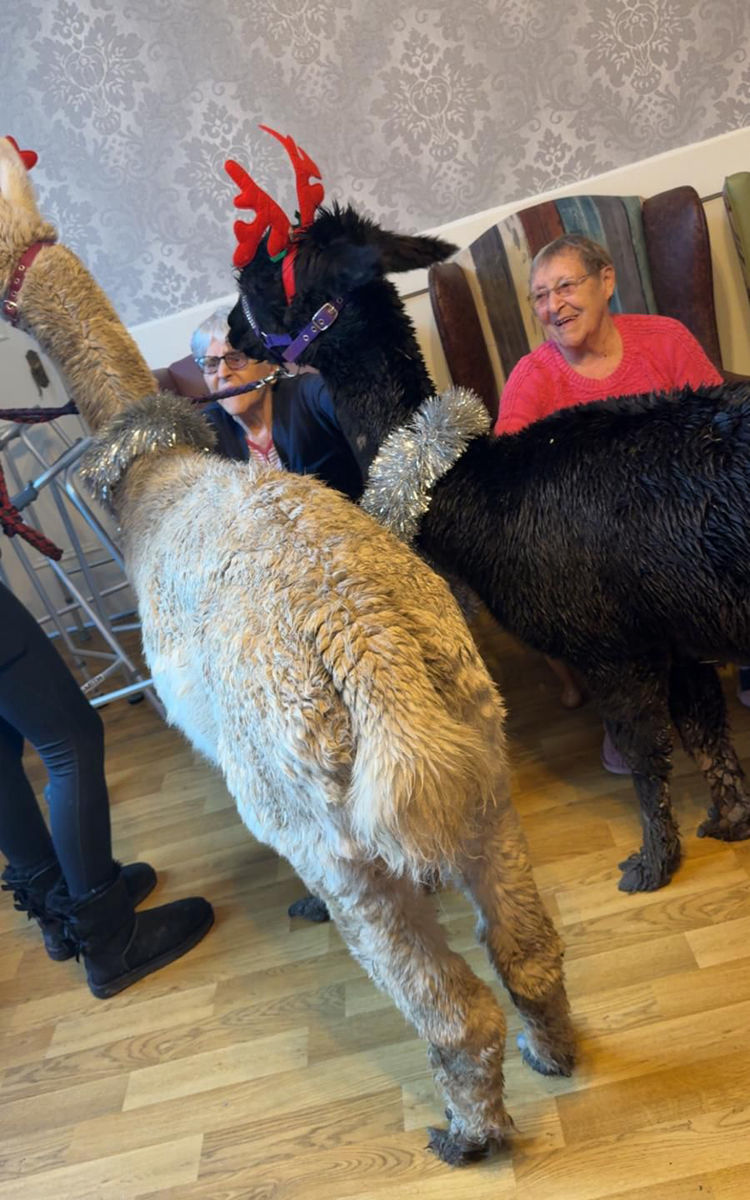llamas