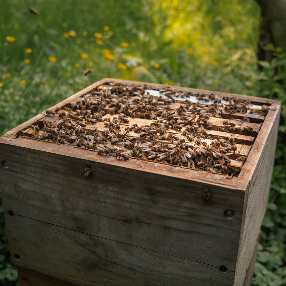 Bienenpatenschaft
