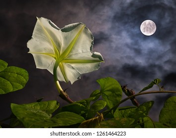 Moonflower