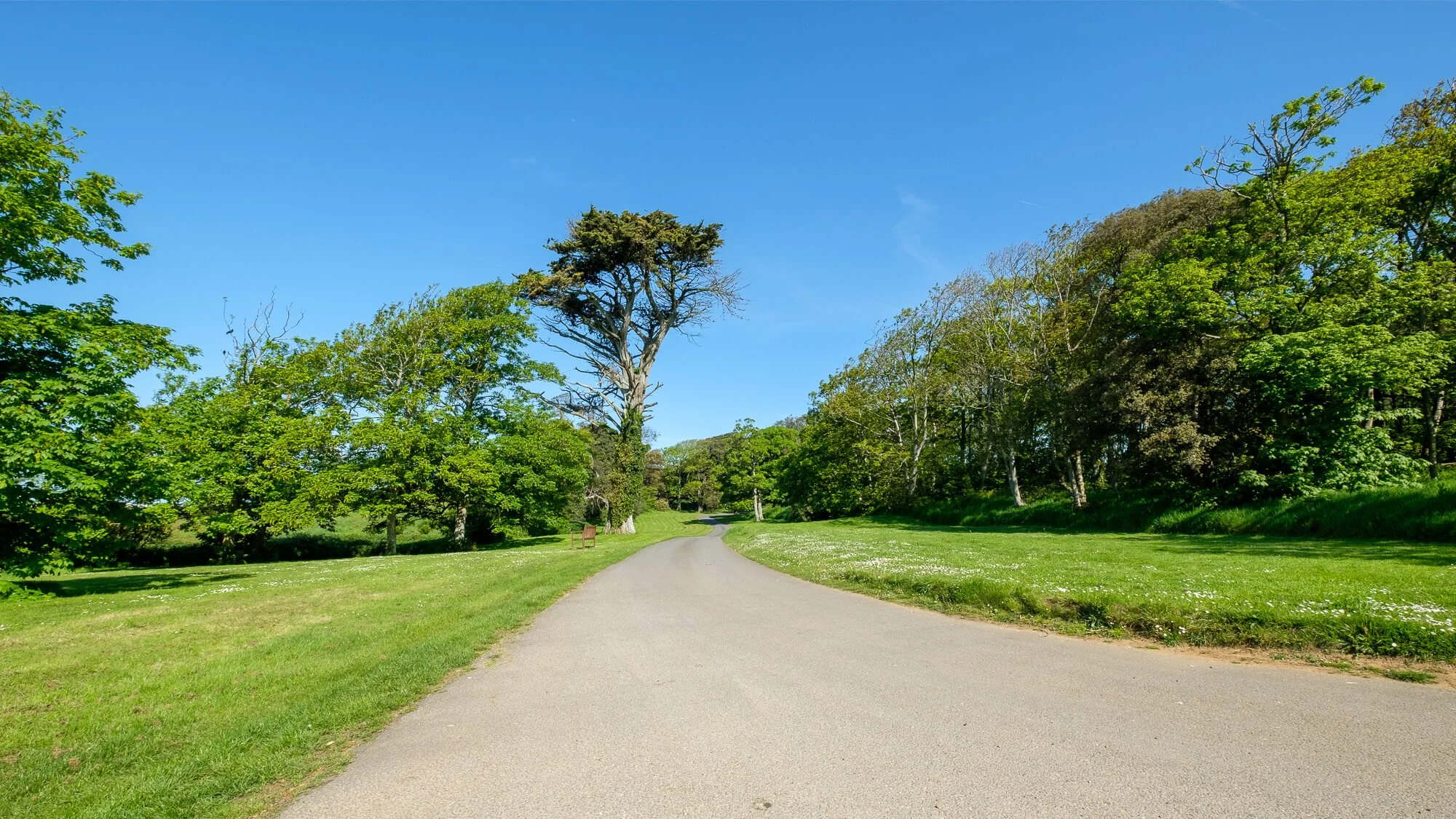 A winding paved path through a grassy park with trees and a clear blue sky.