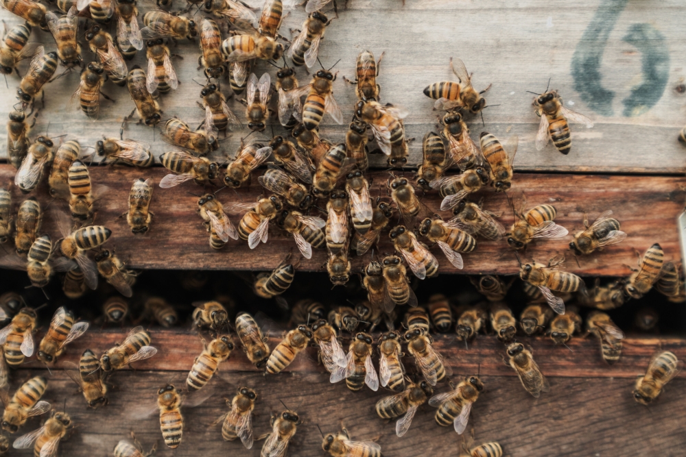 craftBEE