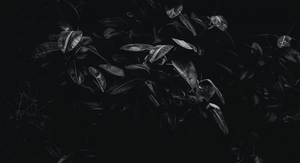 bnw_plant