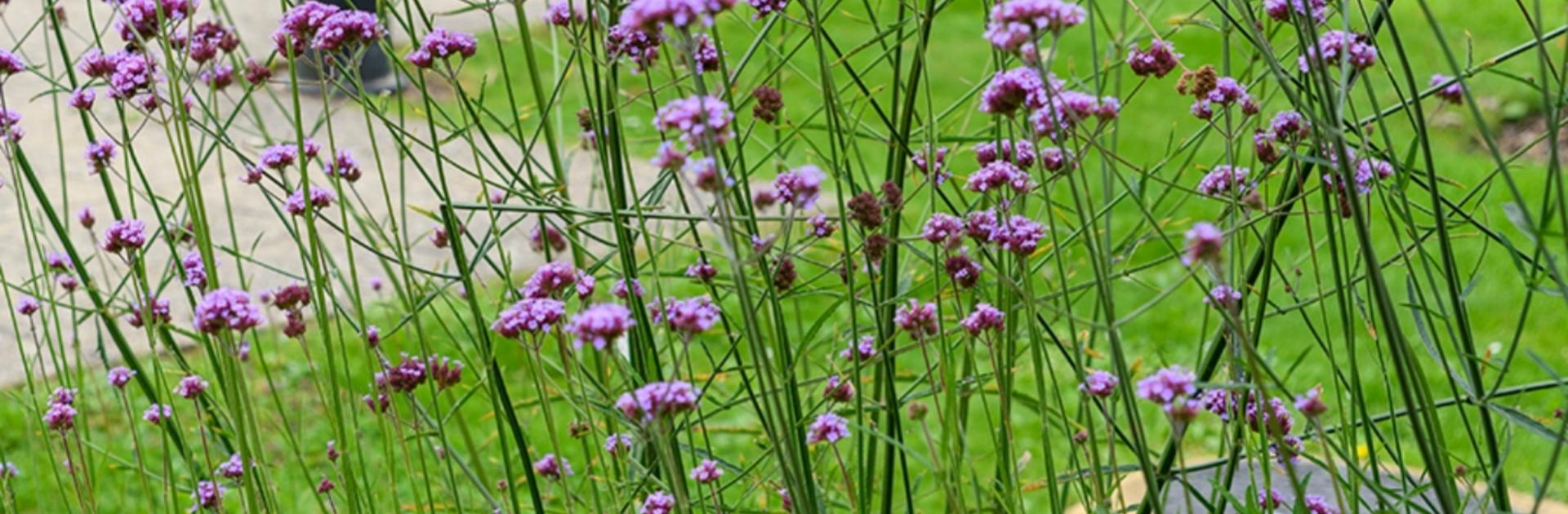 macro shot of lavender plants